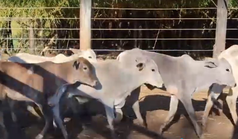 Venda de 45 Machos Nelore Era – 8 a 10 Meses – Olímpia-SP