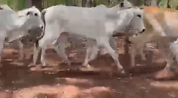 Venda de 70 Fêmeas Nelore Era – 15 Meses – Entrega Grátis em até 200 km de Olímpia-SP