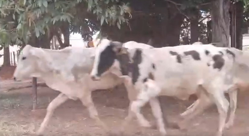 Venda de 37 Fêmeas Era – 12 a 13 Meses – Olímpia-SP