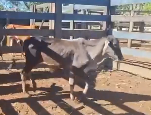 Venda de 28 Machos Era – 8 Meses – Olímpia-SP