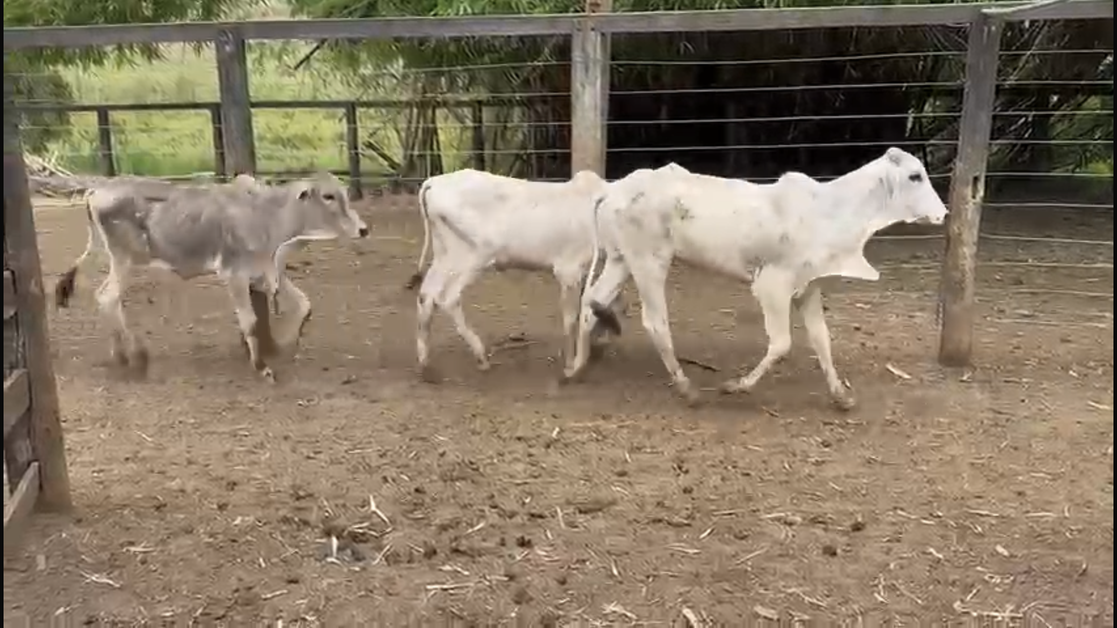 Venda de 40 Bezerros Nelore – 8 a 10 Meses – Olímpia-SP 🐮