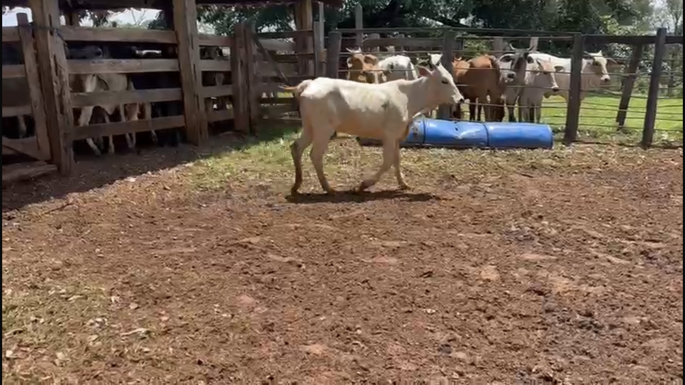 Venda de 71 Bezerras Nelore 12 a 14 Meses - Olímpia-SP