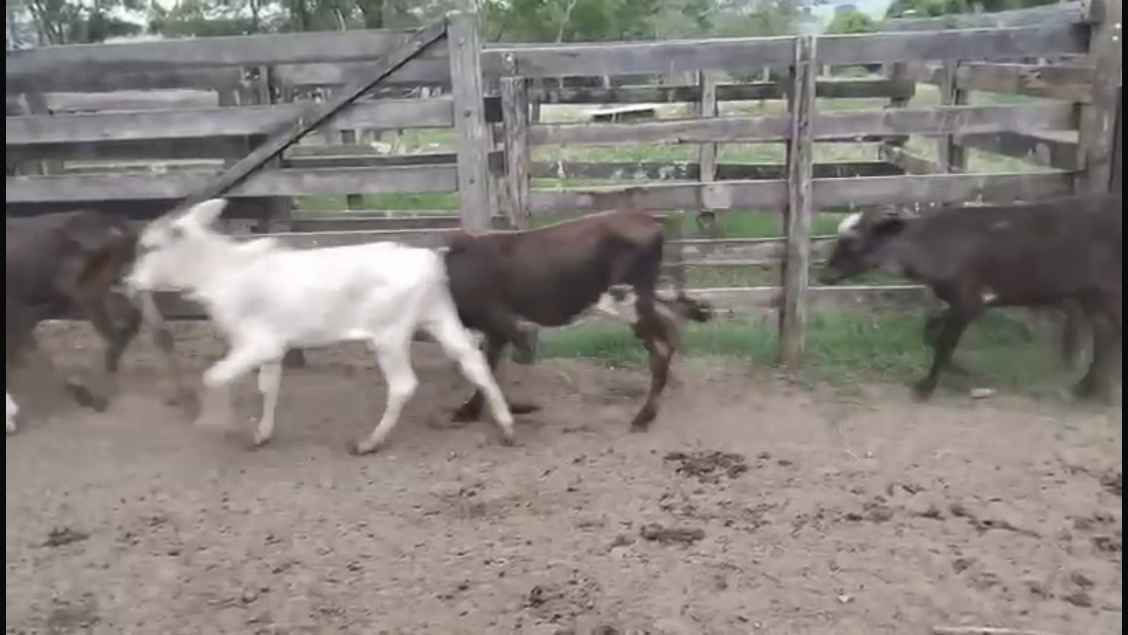 Venda de 41 Machos Nelore – 8 Meses – Olímpia-SP 🐂