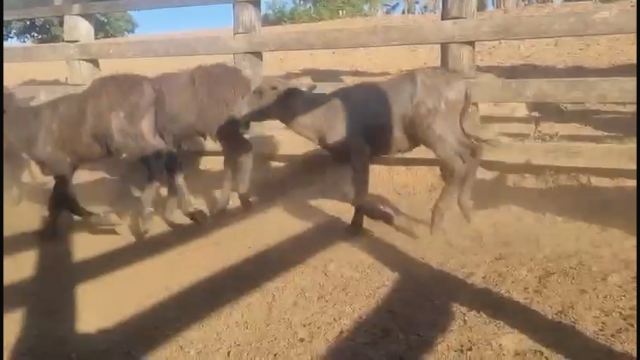 Venda de 44 Bubalinos – Excelente Oportunidade! 🐃