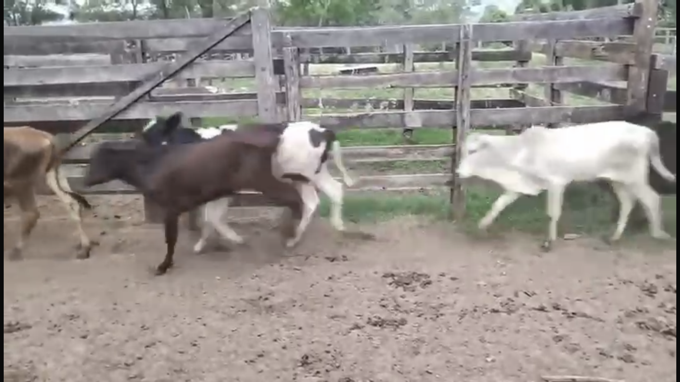 Venda de 41 Machos Nelore – 8 Meses – Olímpia-SP 🐂