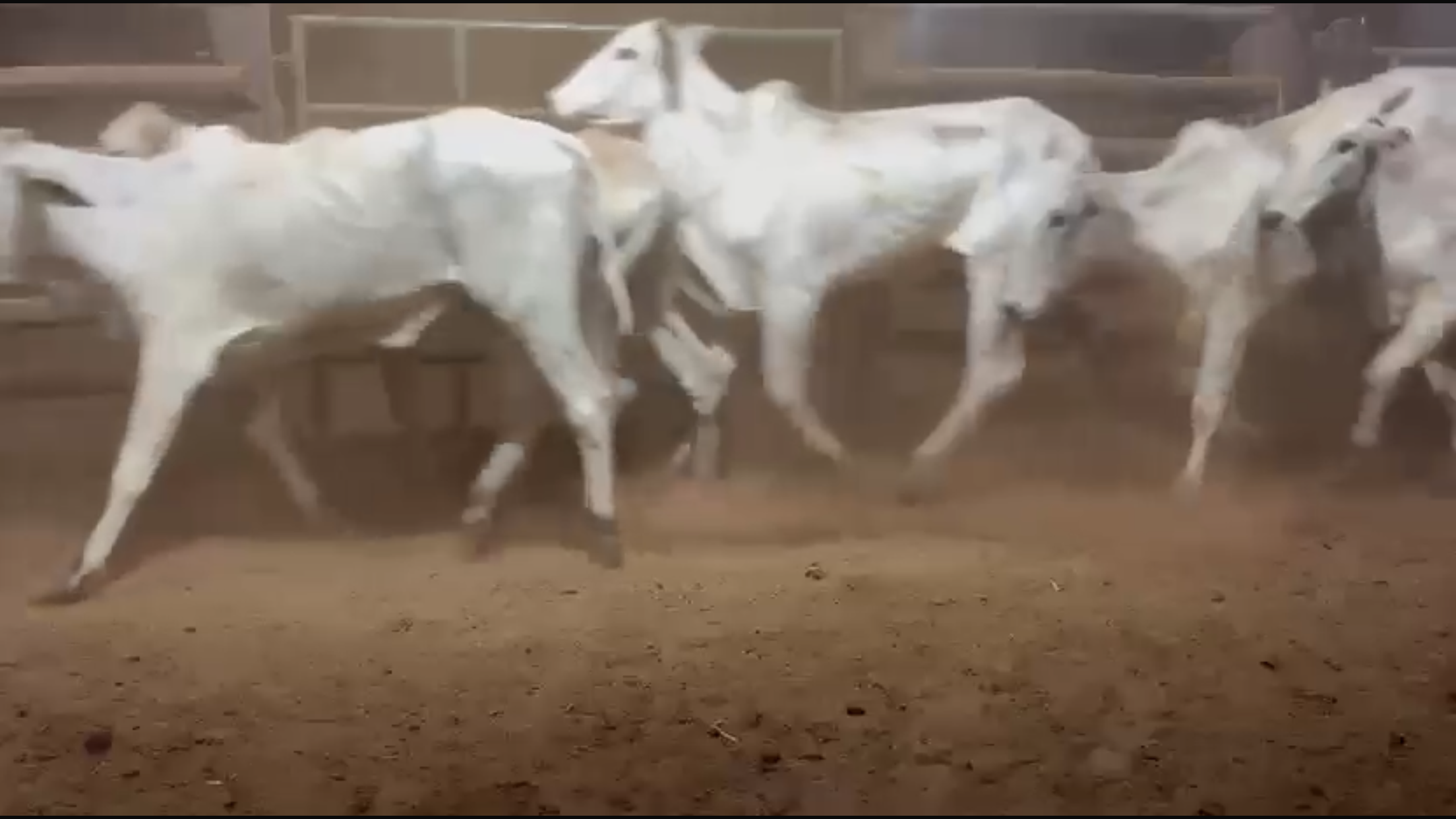 Venda de 67 Novilhas Nelore – 24 Meses em Diante – Olímpia-SP 🐂