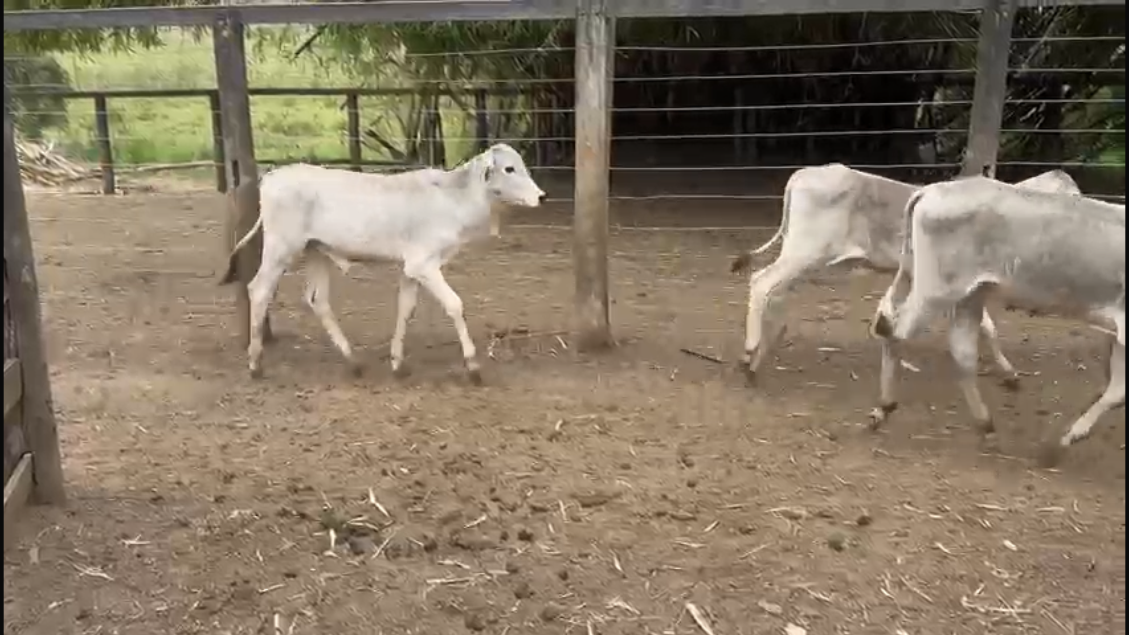 Venda de 40 Bezerros Nelore – 8 a 10 Meses – Olímpia-SP 🐮