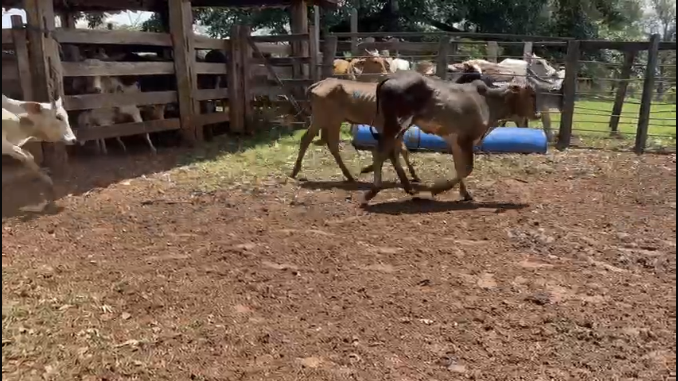 Venda de 71 Bezerras Nelore 12 a 14 Meses - Olímpia-SP
