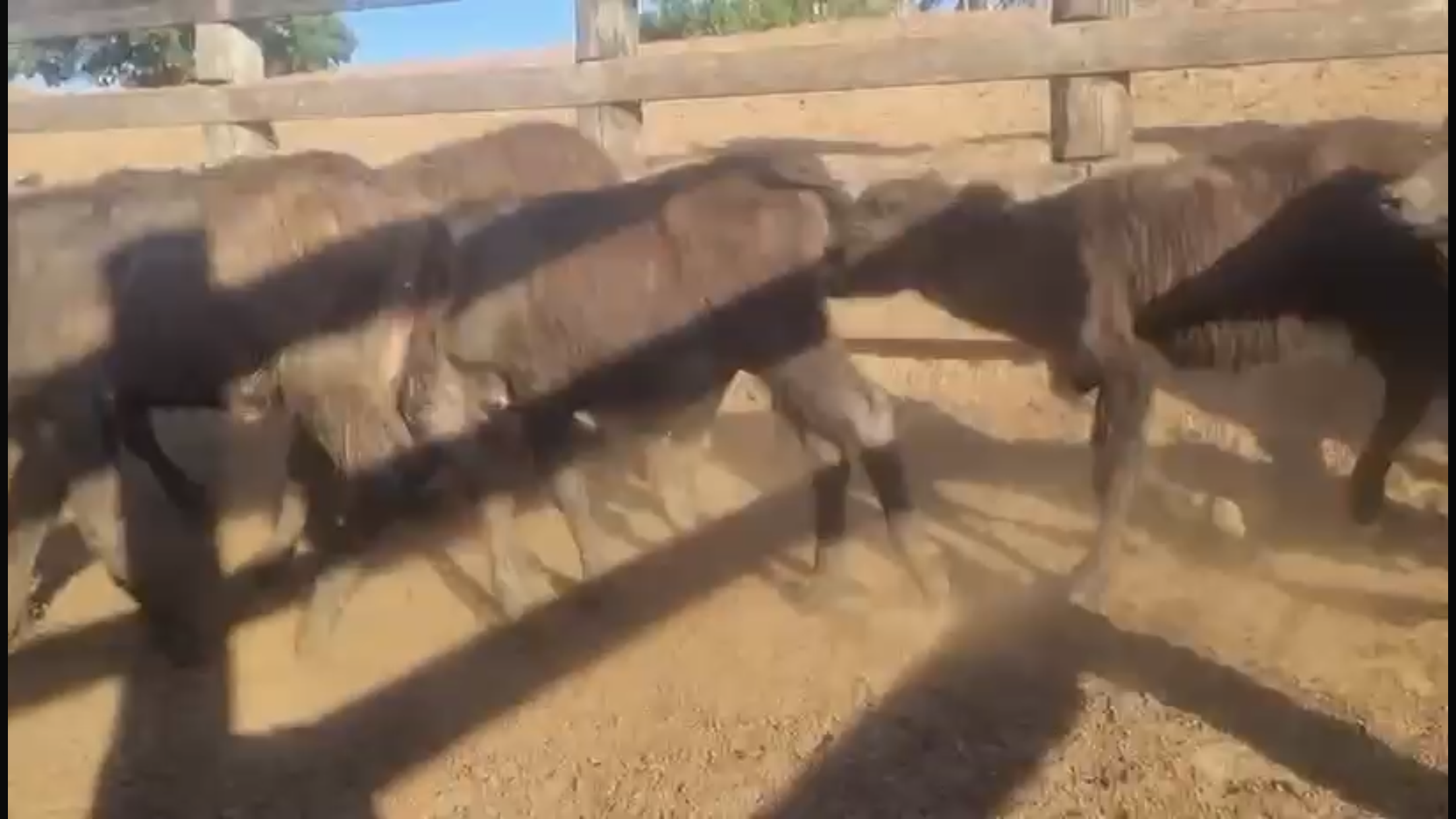 Venda de 44 Bubalinos – Excelente Oportunidade! 🐃