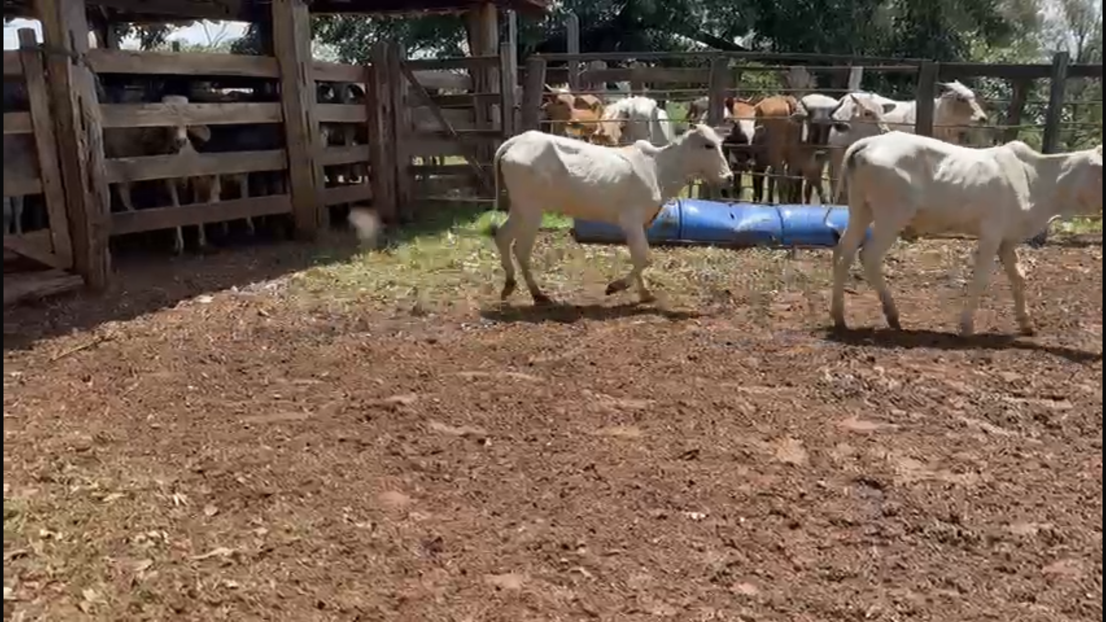 Venda de 71 Bezerras Nelore 12 a 14 Meses - Olímpia-SP