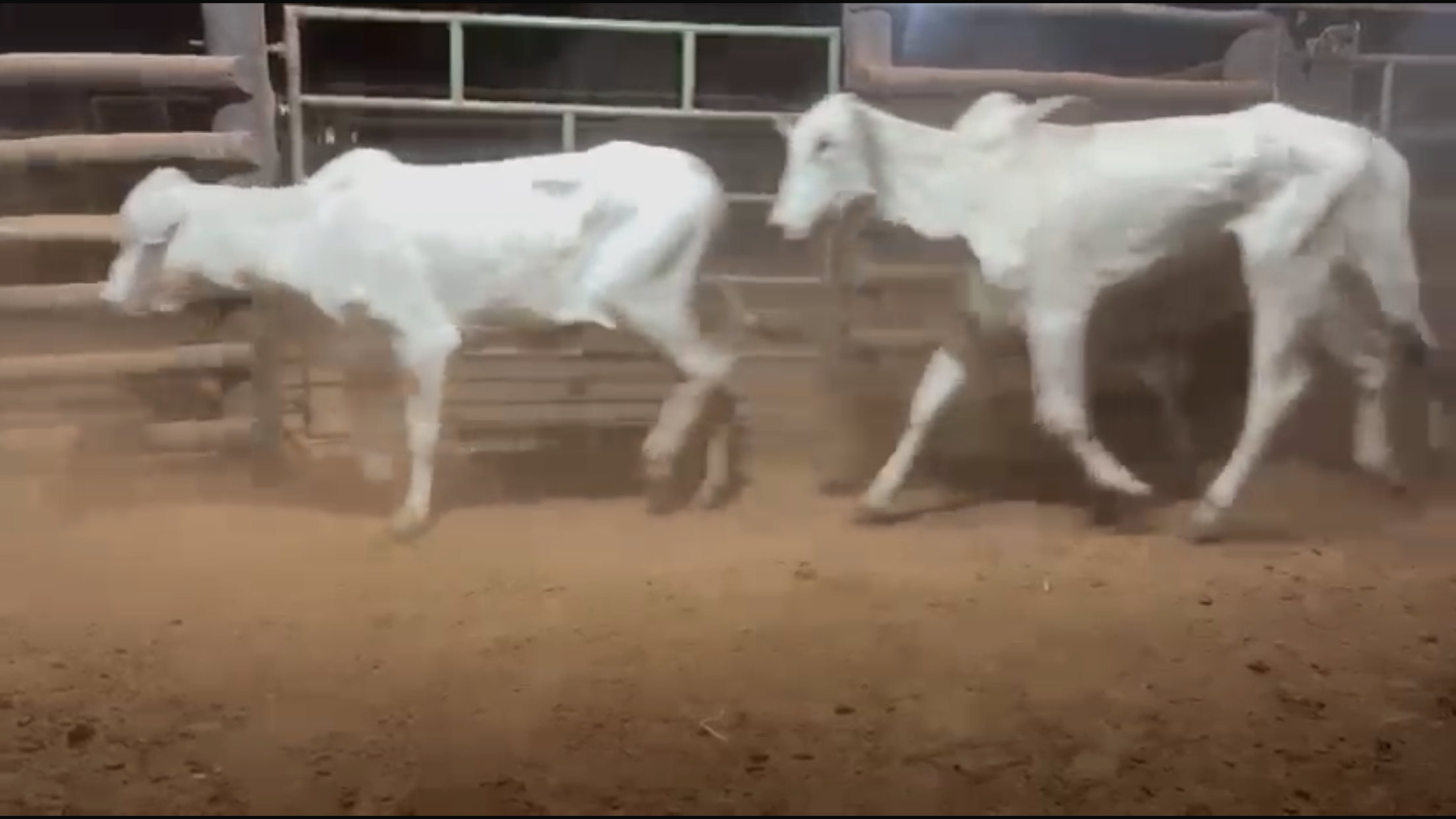 Venda de 67 Novilhas Nelore – 24 Meses em Diante – Olímpia-SP 🐂