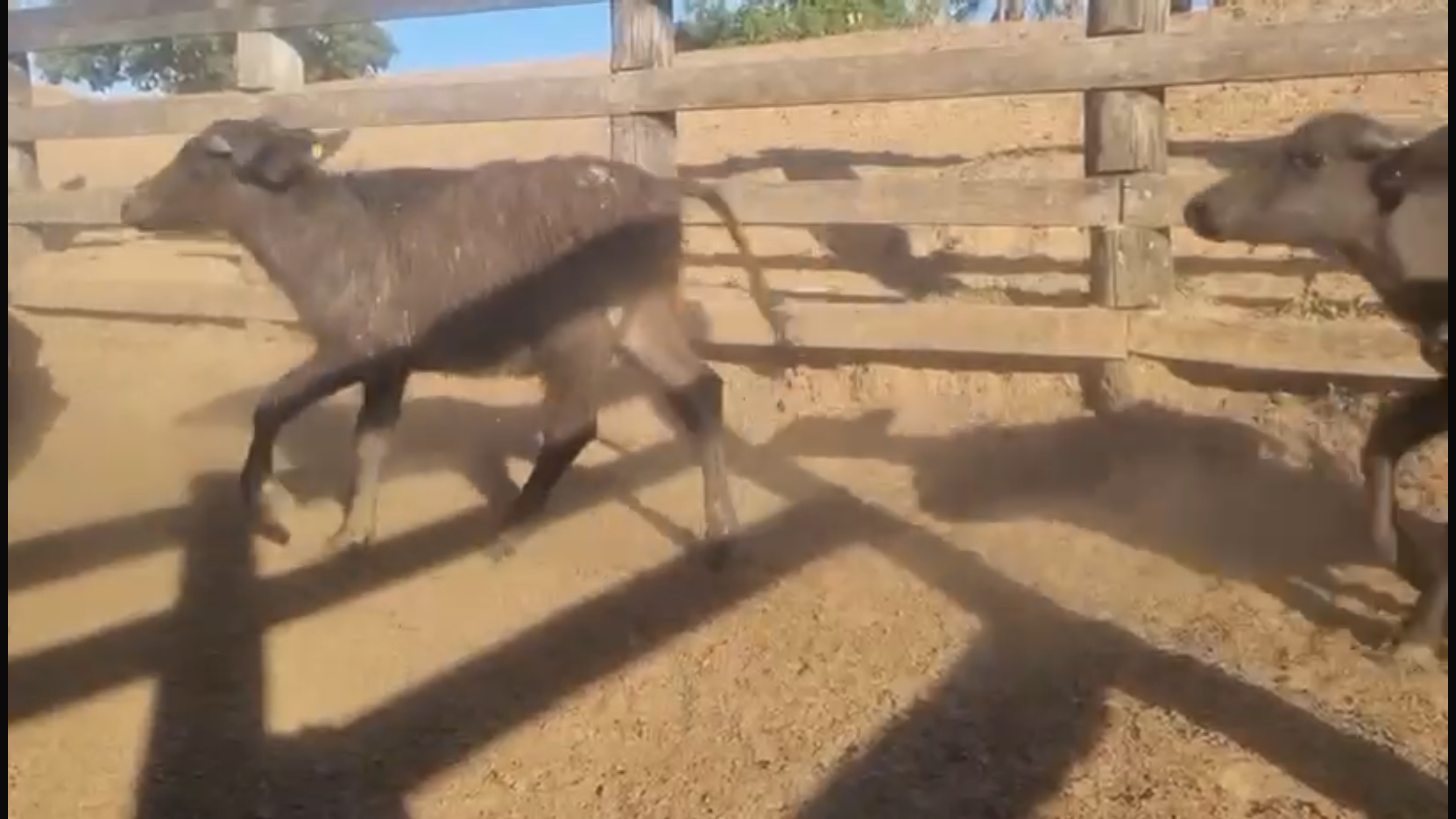 Venda de 44 Bubalinos – Excelente Oportunidade! 🐃