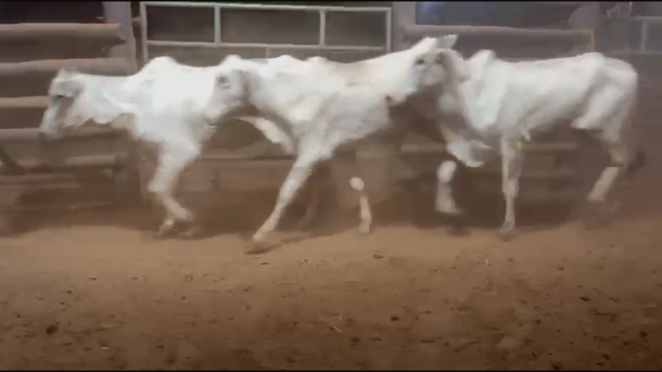 Venda de 67 Novilhas Nelore – 24 Meses em Diante – Olímpia-SP 🐂