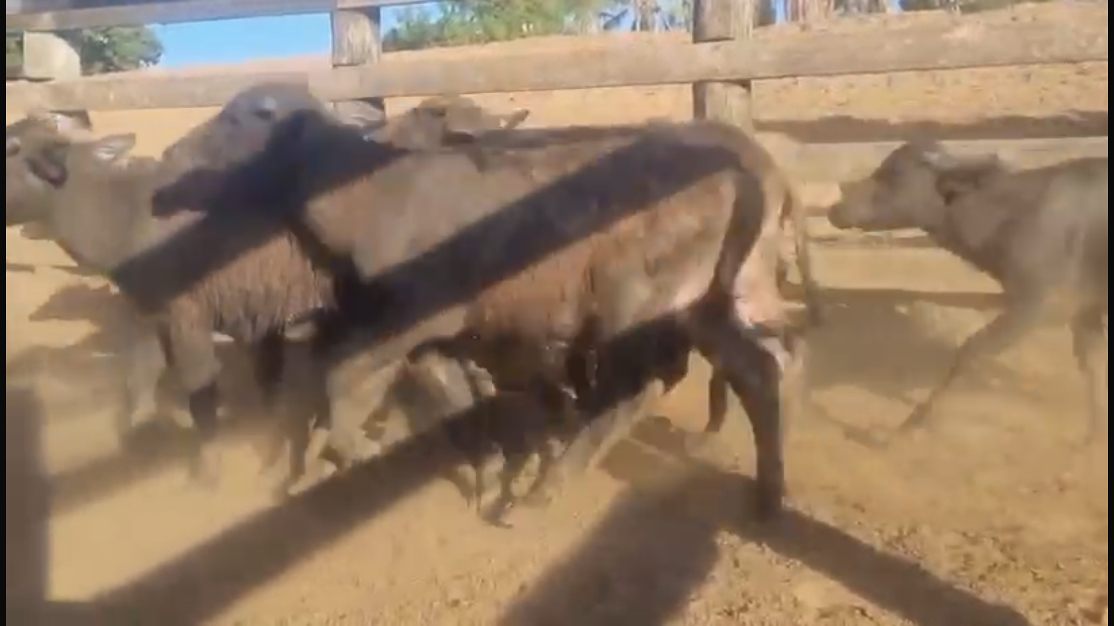 Venda de 44 Bubalinos – Excelente Oportunidade! 🐃