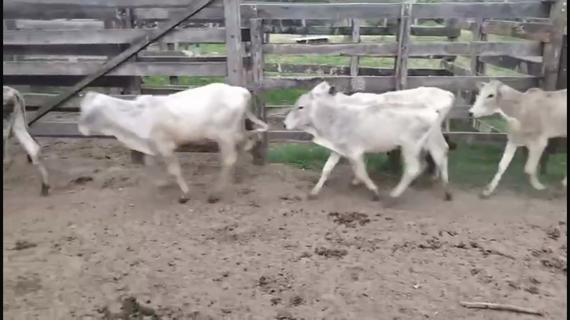 Venda de 41 Machos Nelore – 8 Meses – Olímpia-SP 🐂