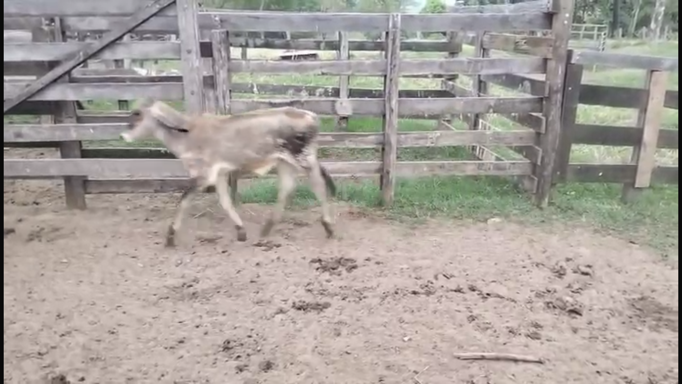 Venda de 41 Machos Nelore – 8 Meses – Olímpia-SP 🐂