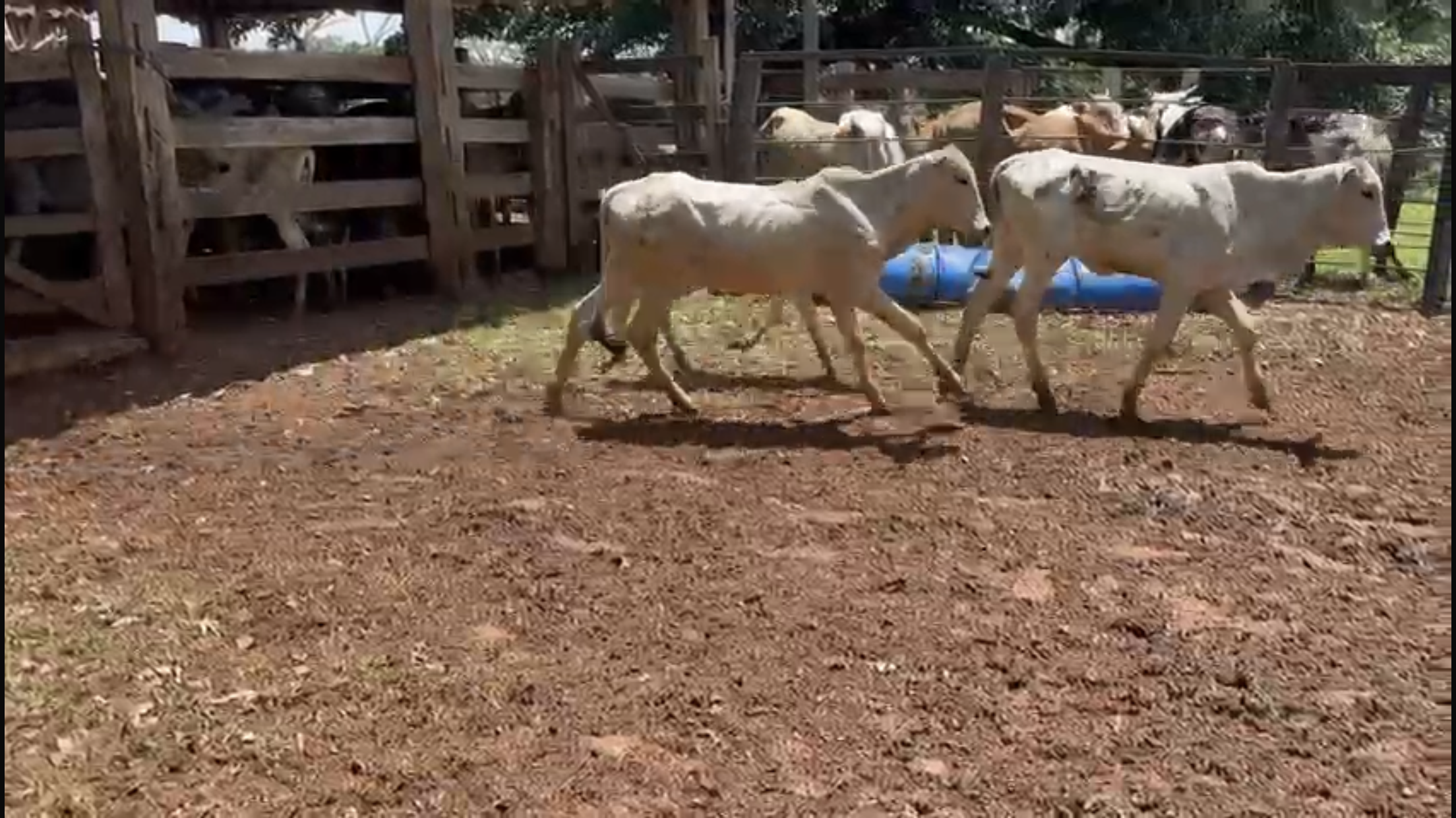 Venda de 71 Bezerras Nelore 12 a 14 Meses - Olímpia-SP
