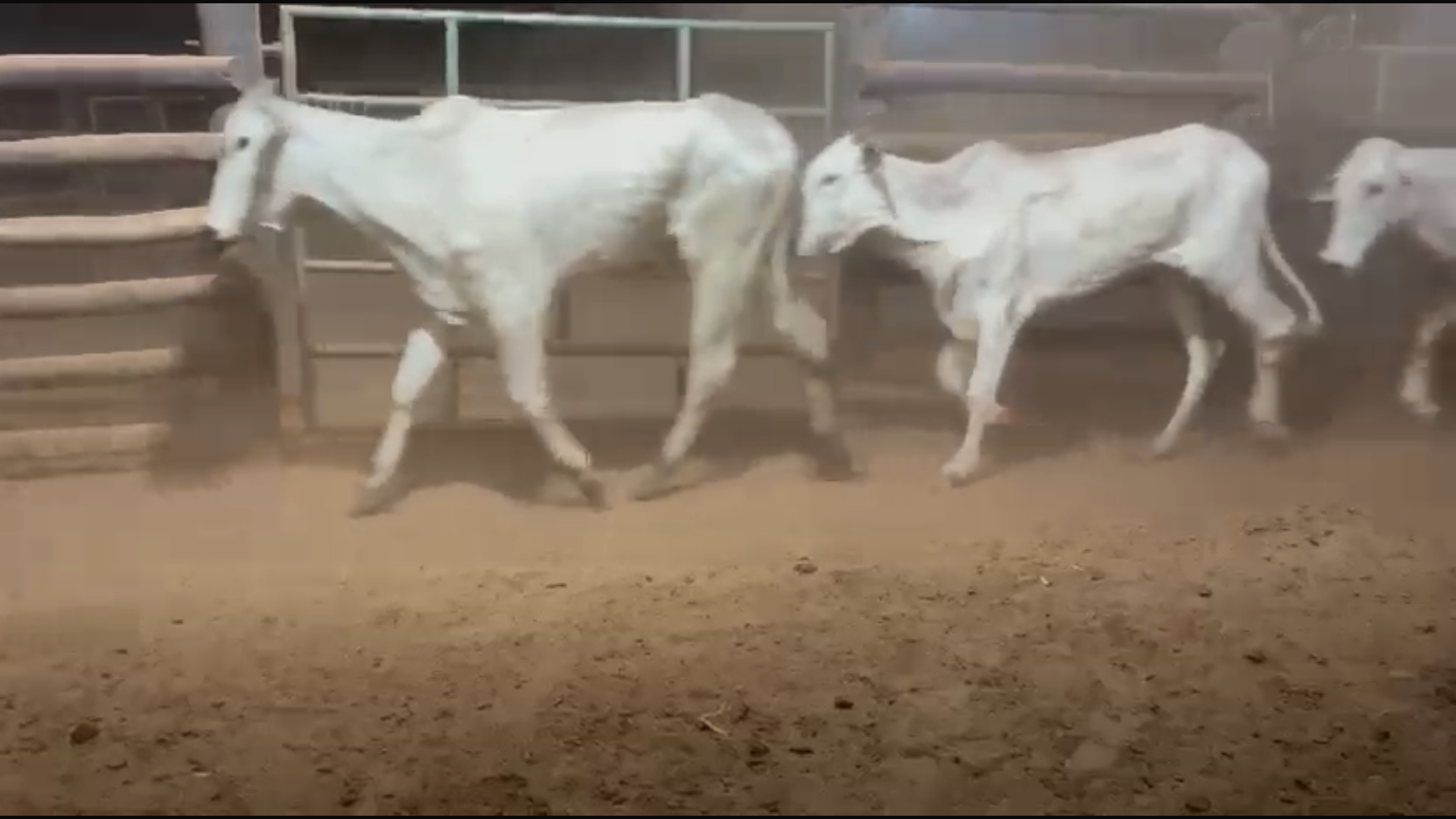 Venda de 67 Novilhas Nelore – 24 Meses em Diante – Olímpia-SP 🐂