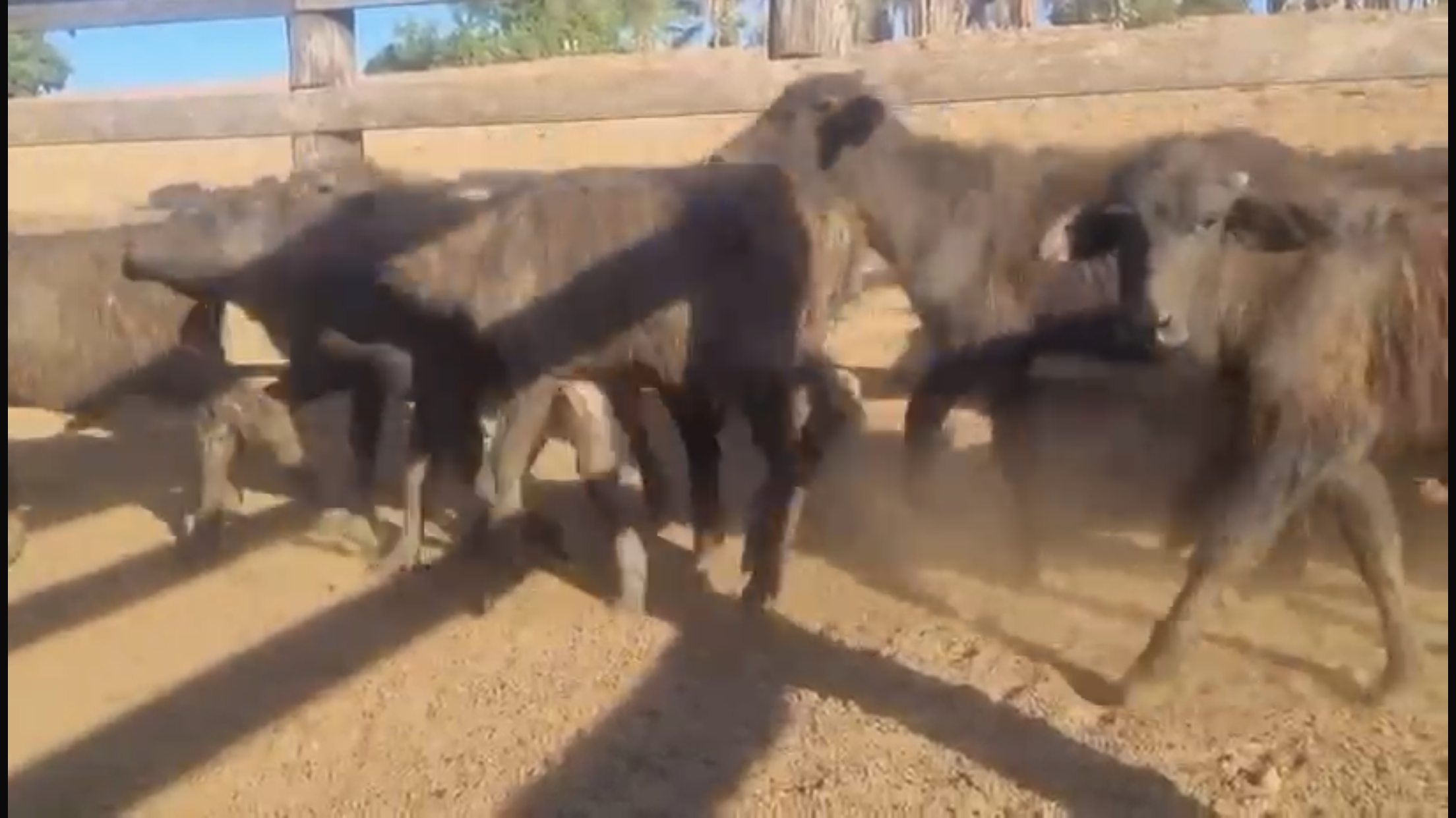 Venda de 44 Bubalinos – Excelente Oportunidade! 🐃