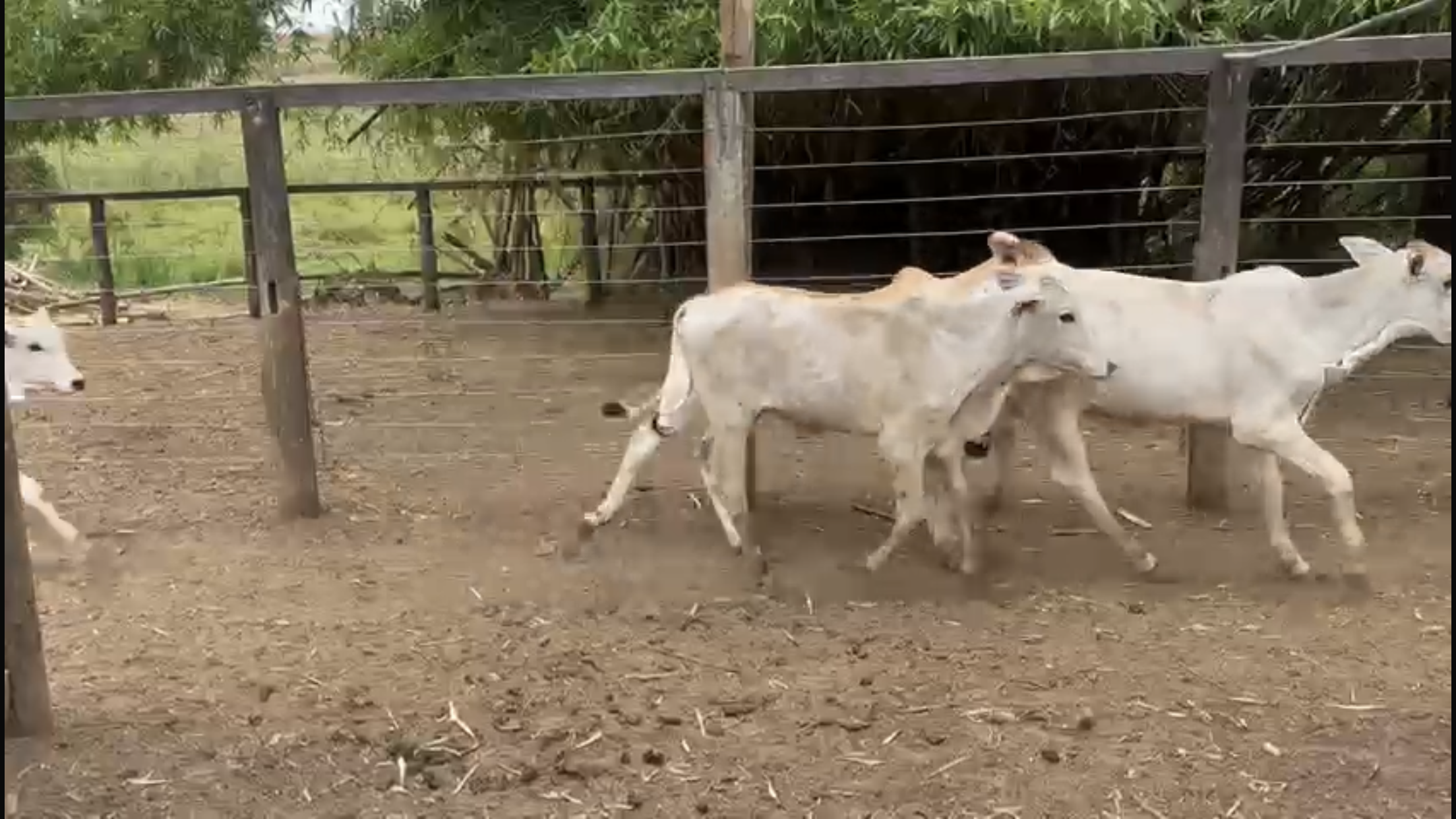 Venda de 40 Bezerros Nelore – 8 a 10 Meses – Olímpia-SP 🐮