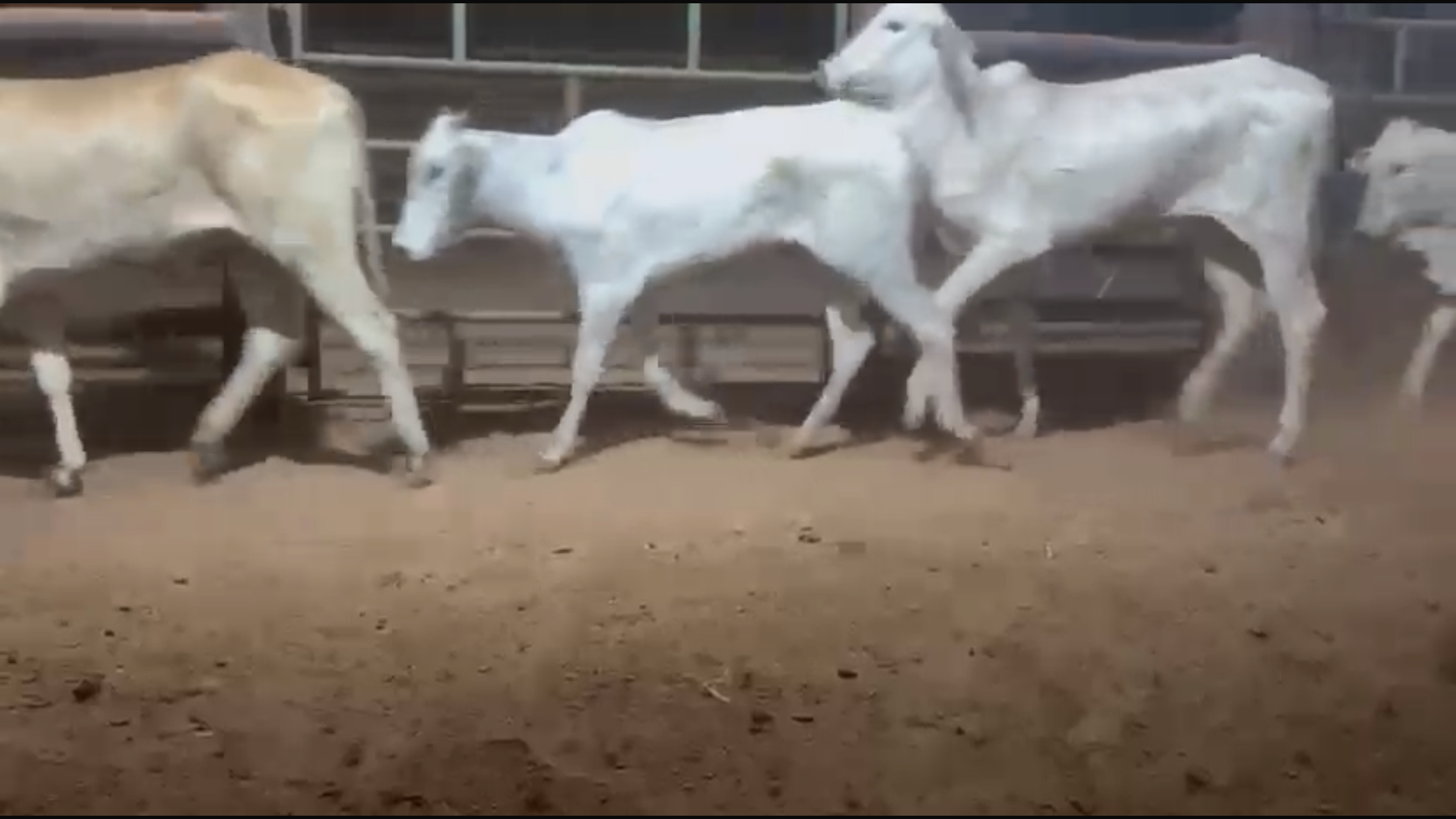 Venda de 67 Novilhas Nelore – 24 Meses em Diante – Olímpia-SP 🐂