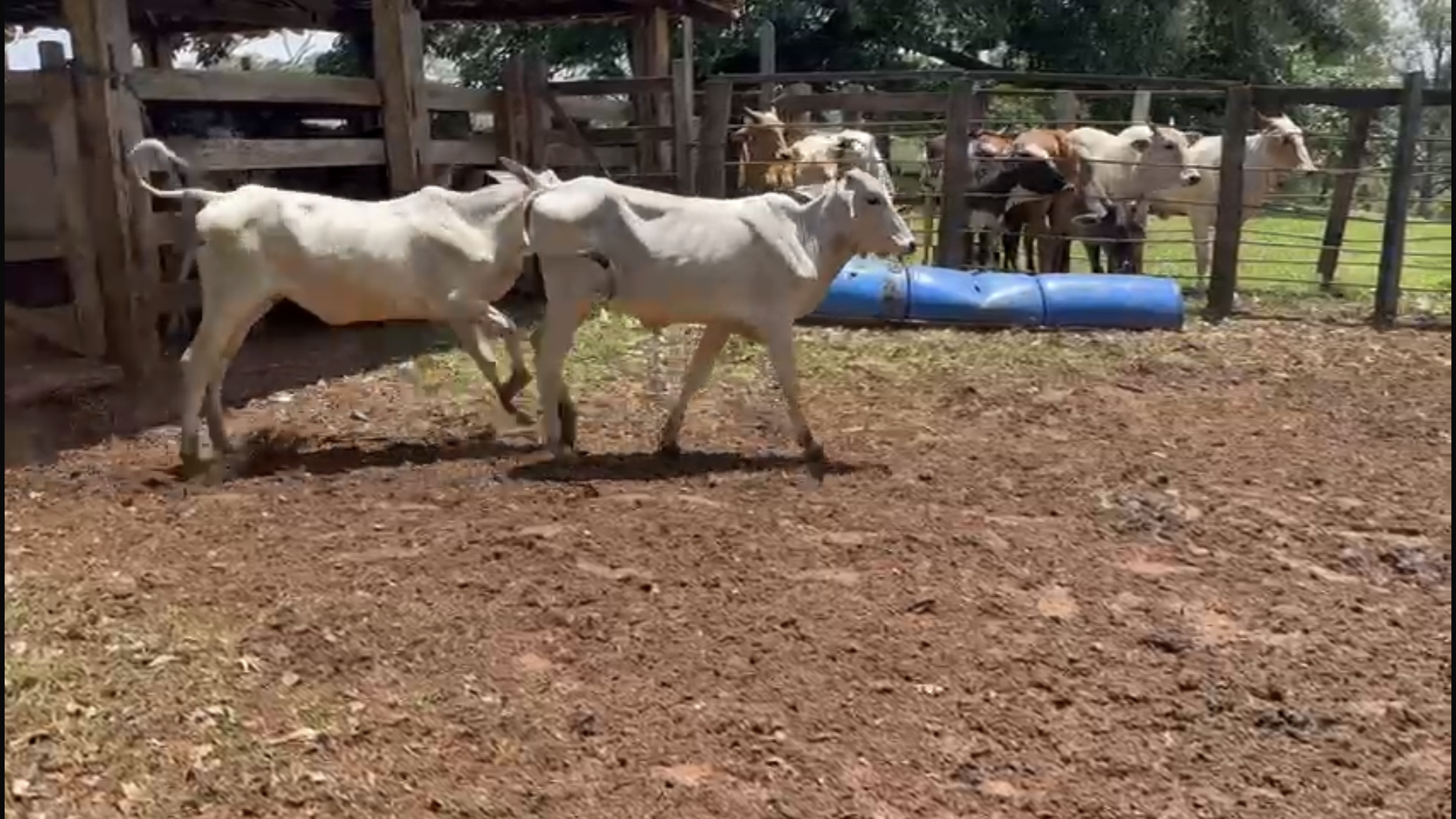 Venda de 71 Bezerras Nelore 12 a 14 Meses - Olímpia-SP