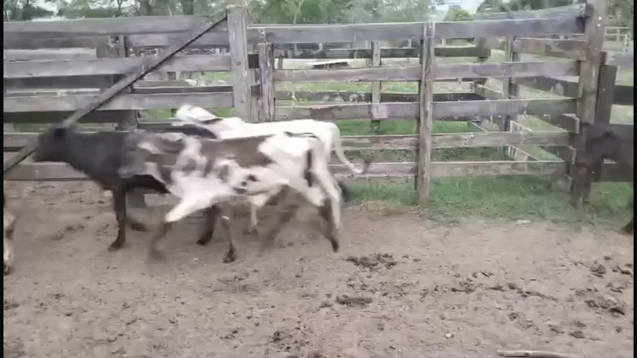 Venda de 41 Machos Nelore – 8 Meses – Olímpia-SP 🐂