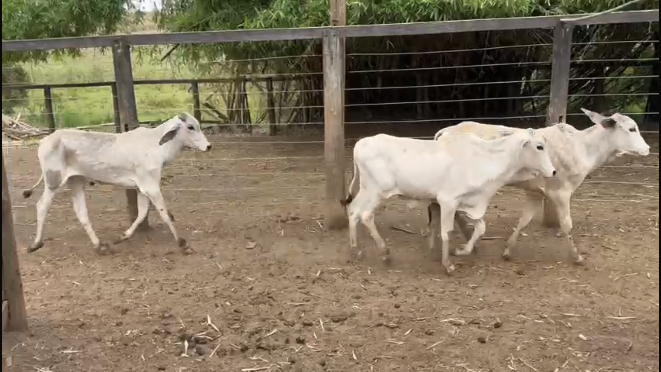 Venda de 40 Bezerros Nelore – 8 a 10 Meses – Olímpia-SP 🐮