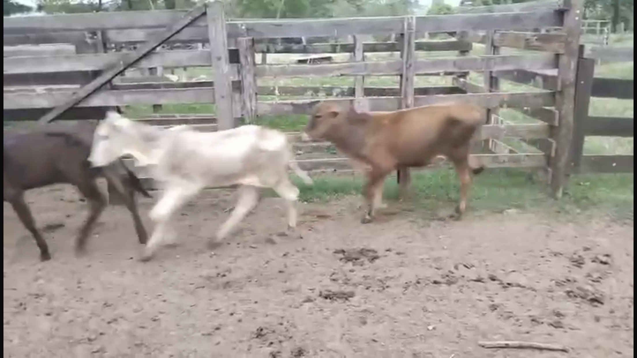 Venda de 41 Machos Nelore – 8 Meses – Olímpia-SP 🐂