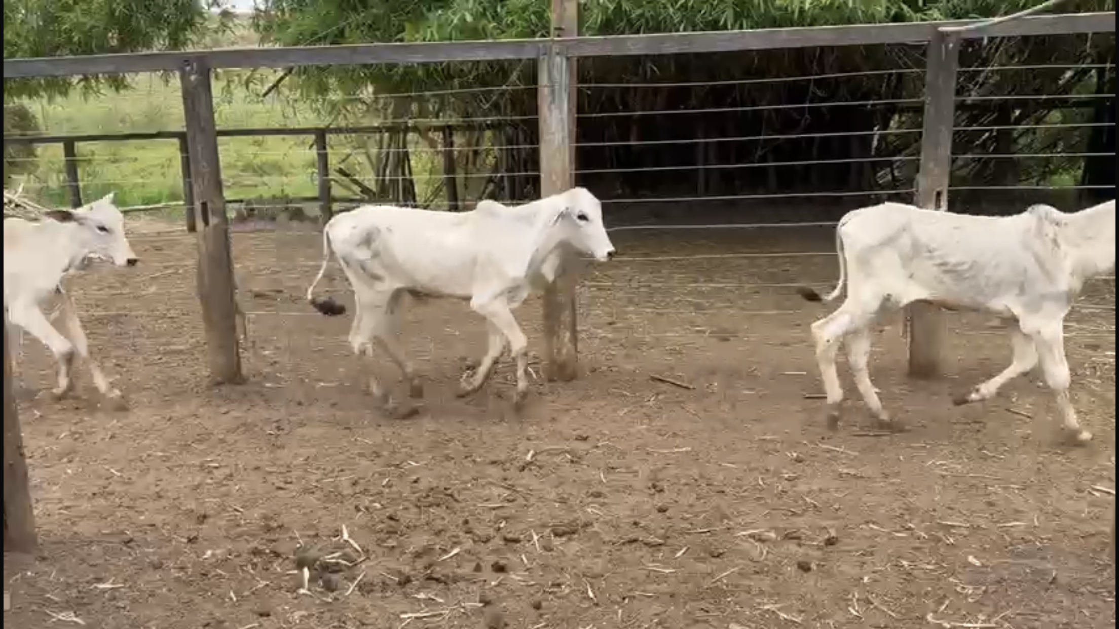 Venda de 40 Bezerros Nelore – 8 a 10 Meses – Olímpia-SP 🐮