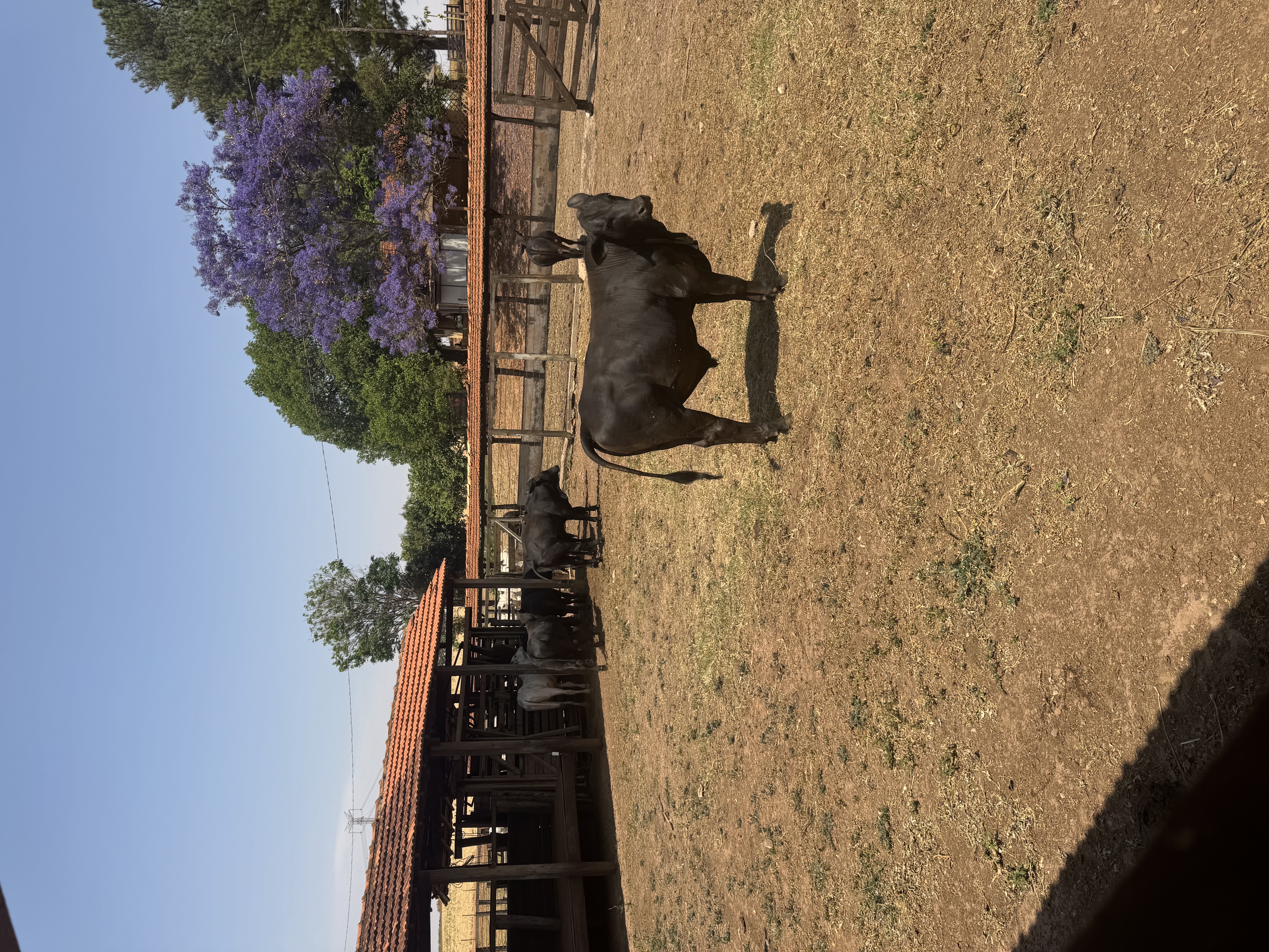 Red/Black Ângus F1 13 bezerros machos e 4 fêmeas