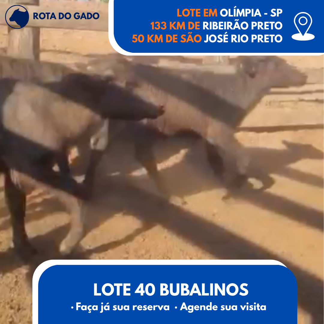 Bubalinos à Venda - Lote com 40 Cabeças - R$ 1.350 Cada