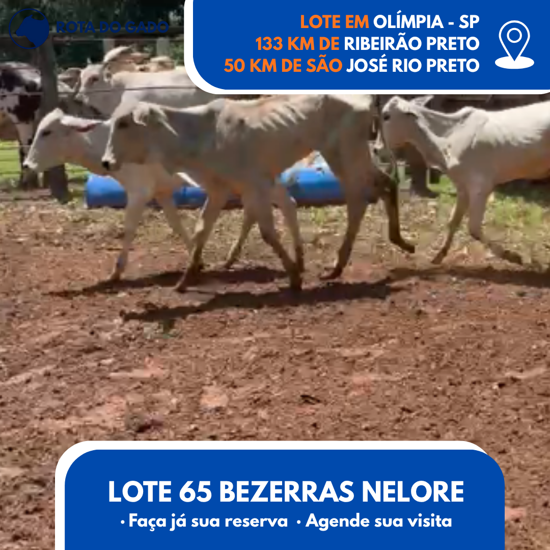 65 Bezerras Nelore Jovens - Olímpia/SP - R$ 2.000