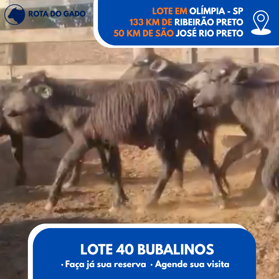 Bubalinos à Venda - Lote com 40 Cabeças - R$ 1.350 Cada