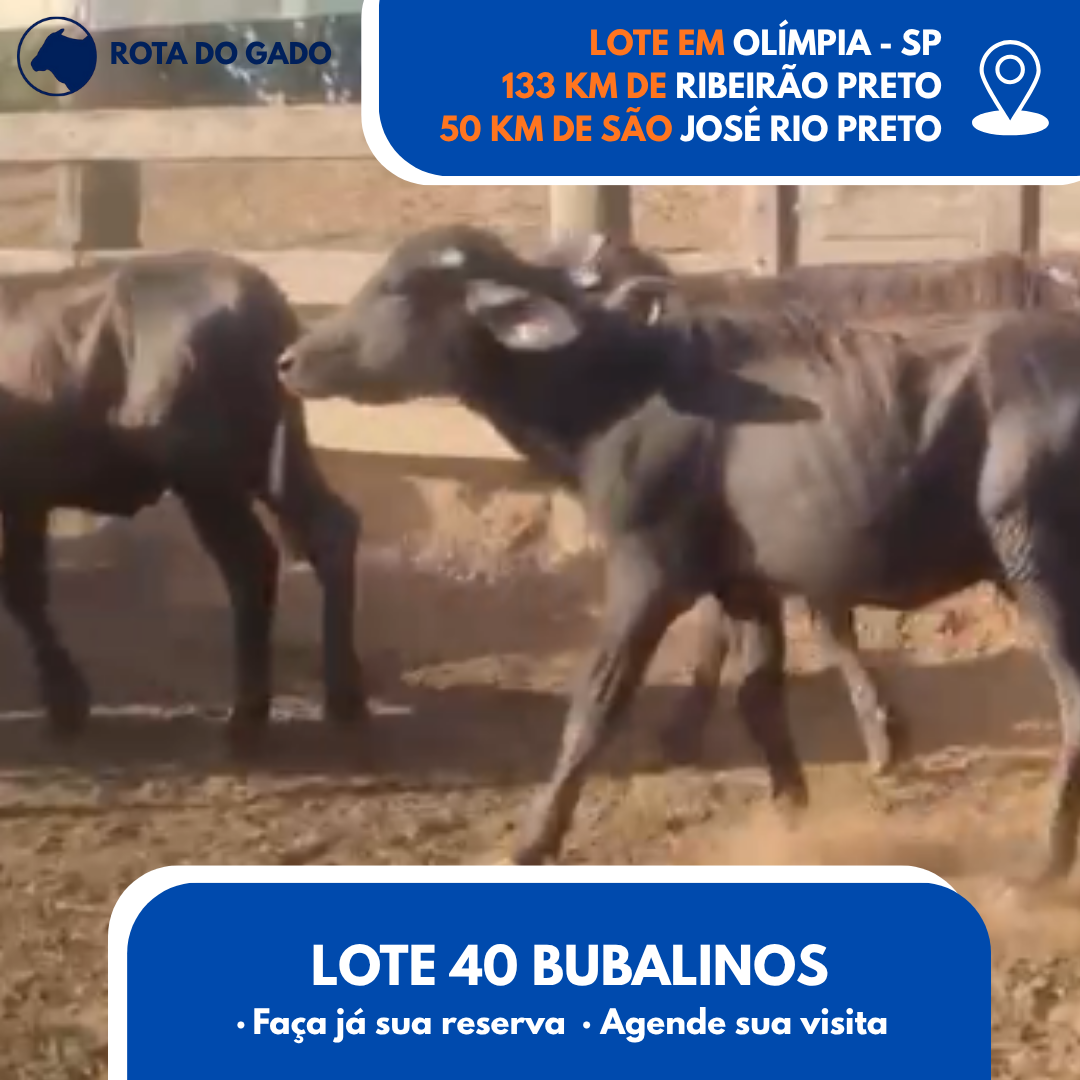 Bubalinos à Venda - Lote com 40 Cabeças - R$ 1.350 Cada