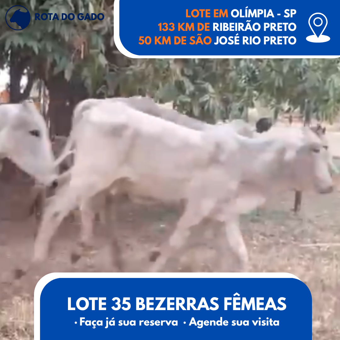 Bezerras Fêmeas 12/13 Meses - Lote com 35 Cabeças - Olímpia/SP