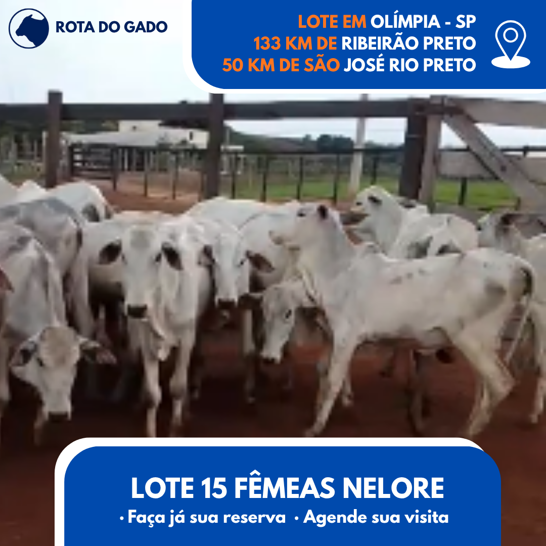 15 Bezerras Nelore - 13/14 Meses - Bebedouro/SP - Frete Grátis até 100 km