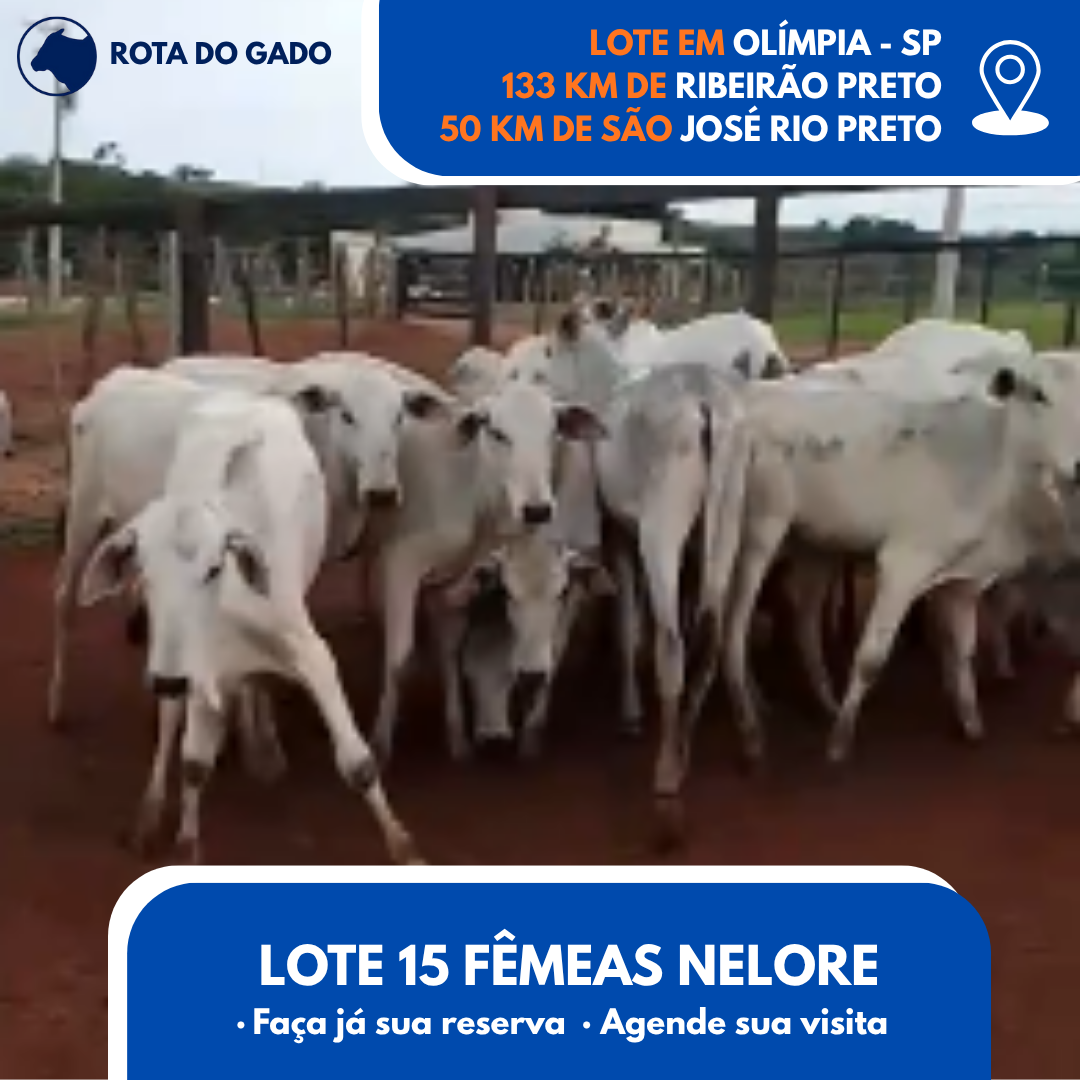 15 Bezerras Nelore - 13/14 Meses - Bebedouro/SP - Frete Grátis até 100 km