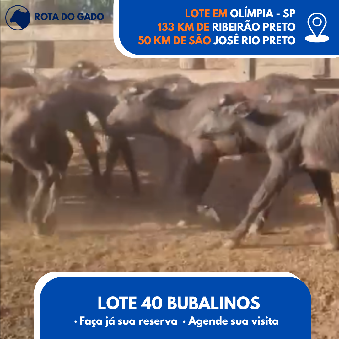 Bubalinos à Venda - Lote com 40 Cabeças - R$ 1.350 Cada