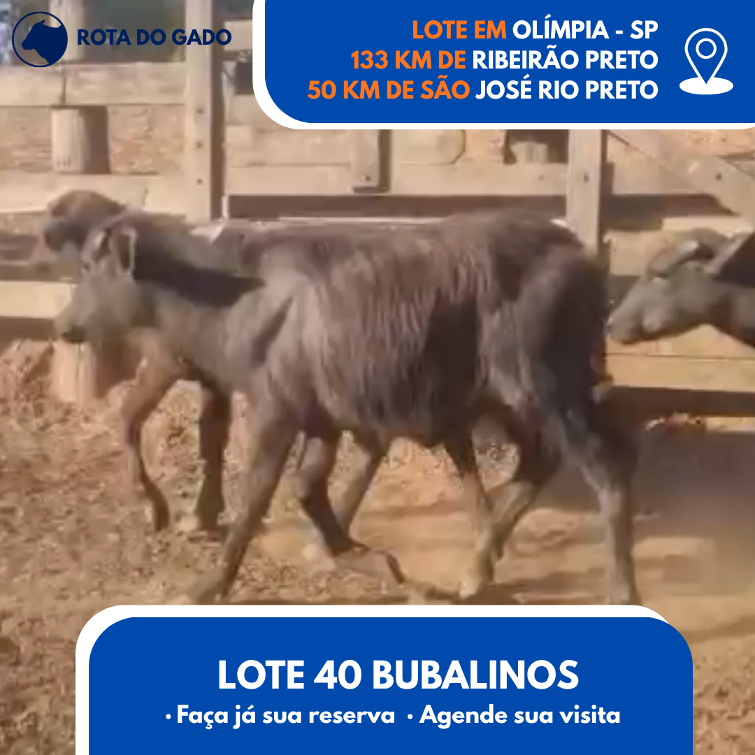 Bubalinos à Venda - Lote com 40 Cabeças - R$ 1.350 Cada