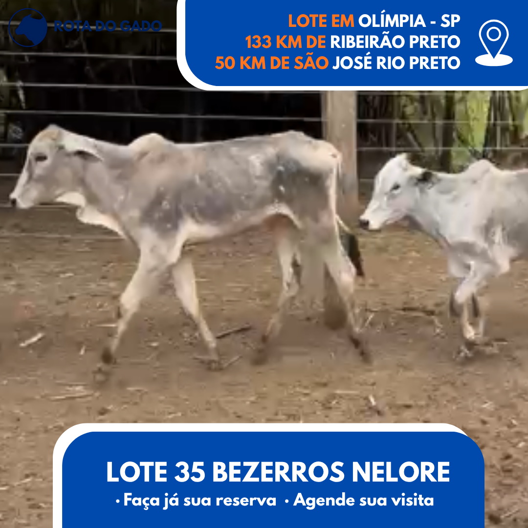 35 Bezerros Machos - 8 Meses - Excelente Lote - Olímpia/SP