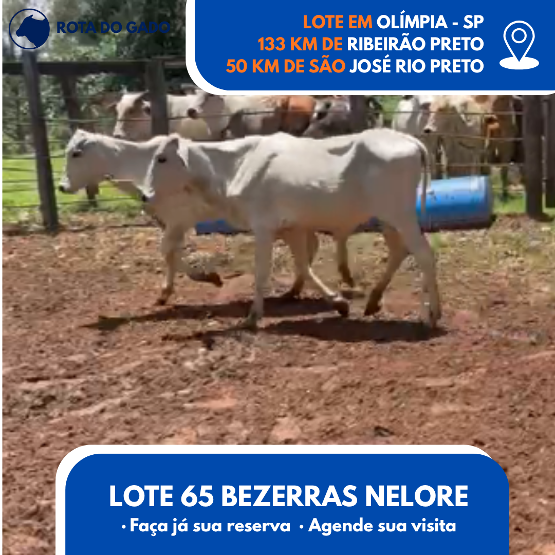 65 Bezerras Nelore Jovens - Olímpia/SP - R$ 2.000