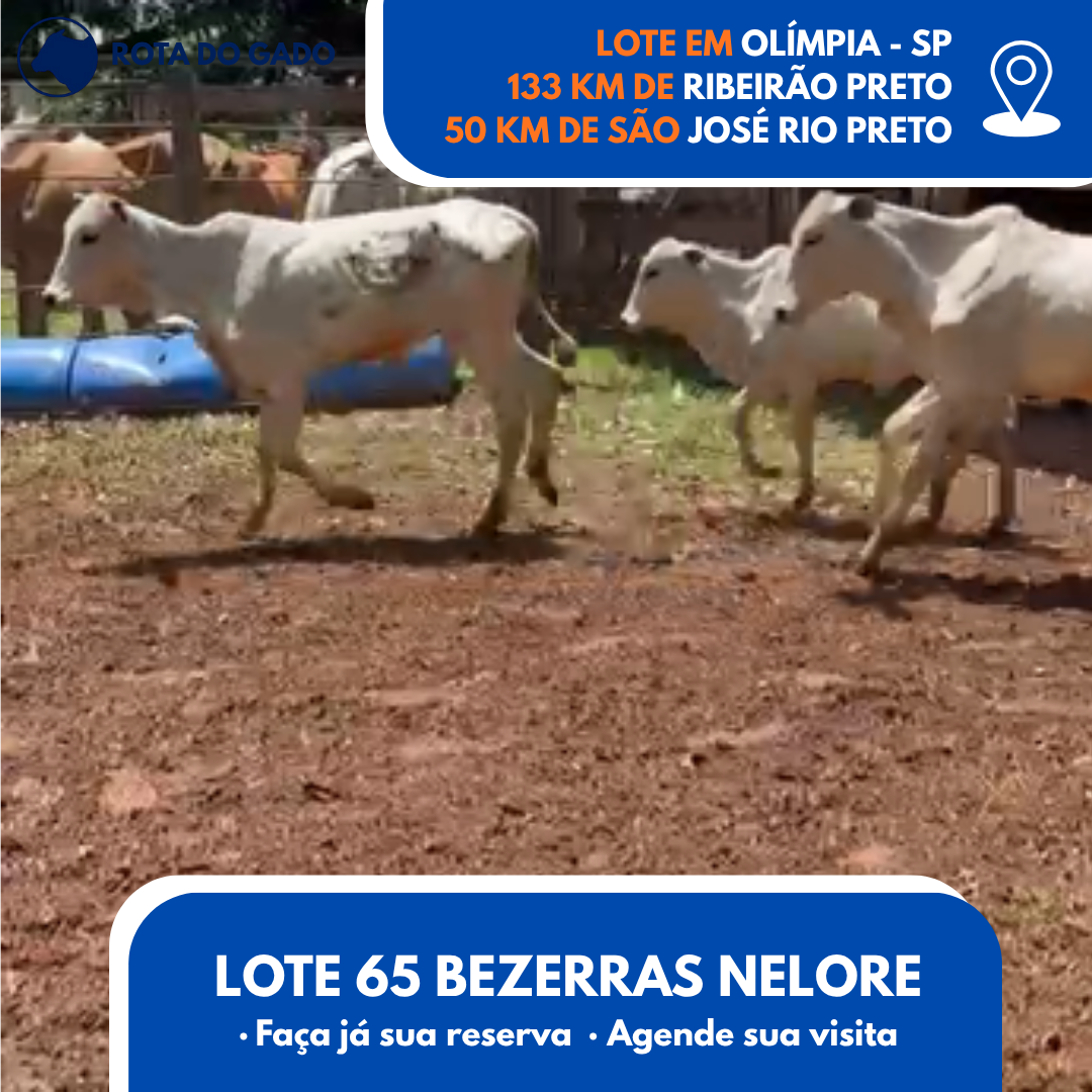 65 Bezerras Nelore Jovens - Olímpia/SP - R$ 2.000
