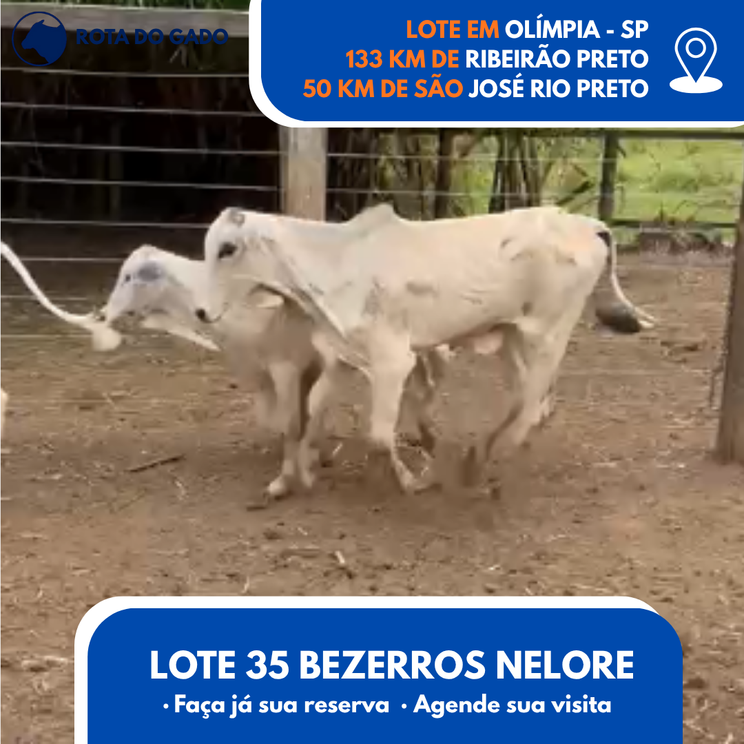 35 Bezerros Machos - 8 Meses - Excelente Lote - Olímpia/SP