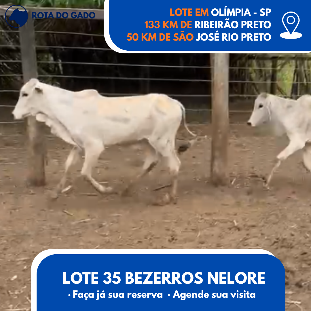 35 Bezerros Machos - 8 Meses - Excelente Lote - Olímpia/SP
