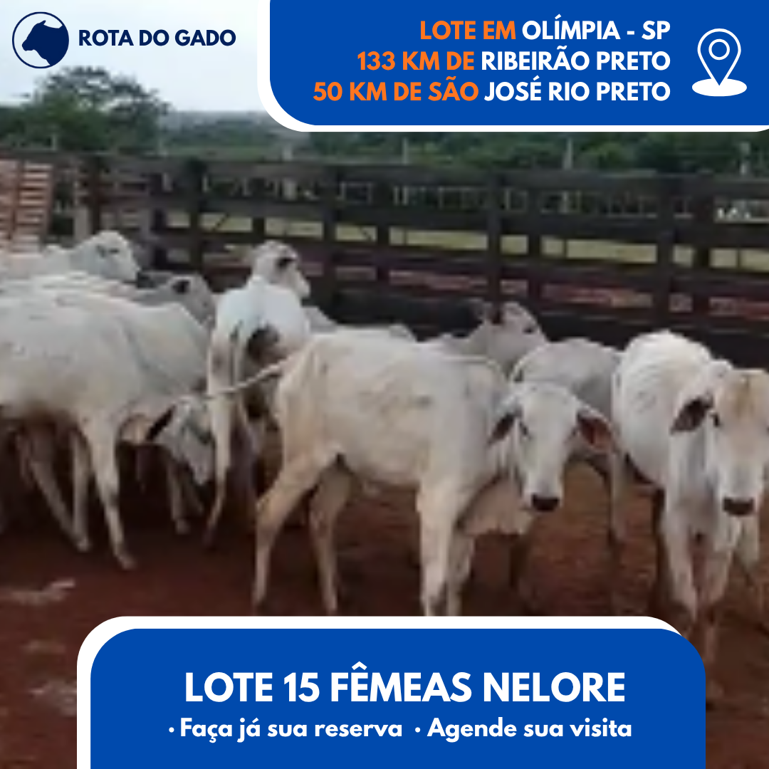 15 Bezerras Nelore - 13/14 Meses - Bebedouro/SP - Frete Grátis até 100 km