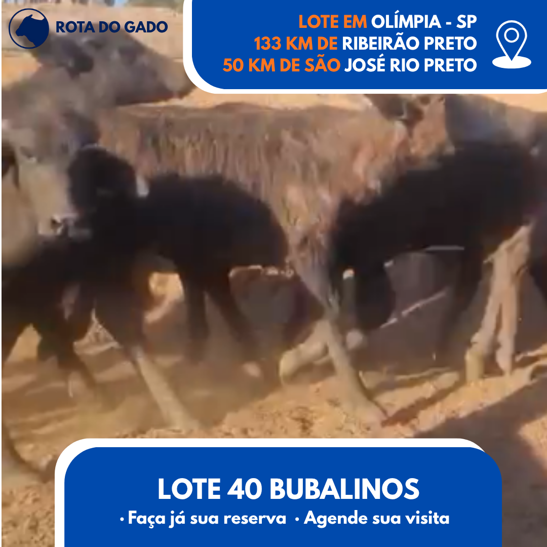 Bubalinos à Venda - Lote com 40 Cabeças - R$ 1.350 Cada