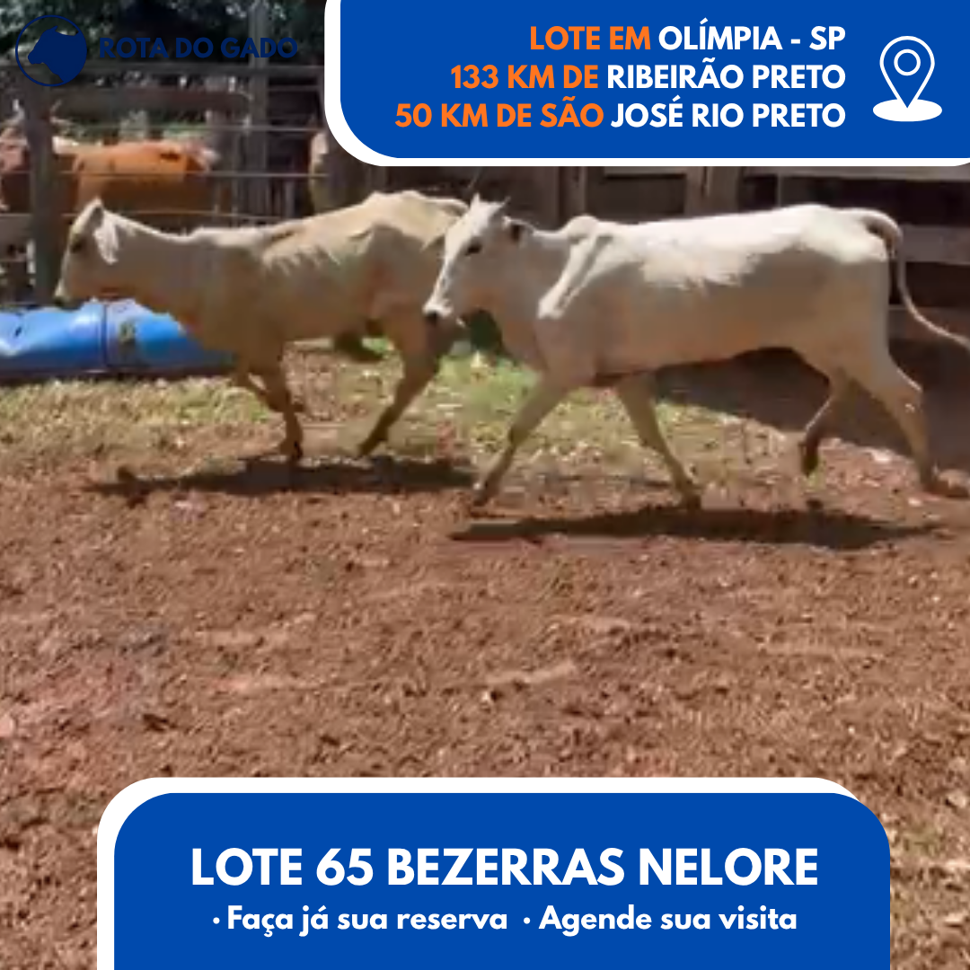 65 Bezerras Nelore Jovens - Olímpia/SP - R$ 2.000
