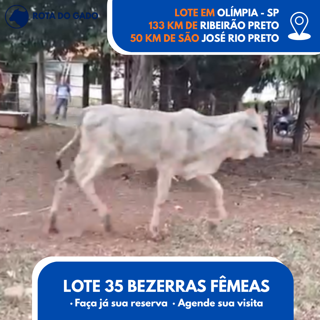 Bezerras Fêmeas 12/13 Meses - Lote com 35 Cabeças - Olímpia/SP