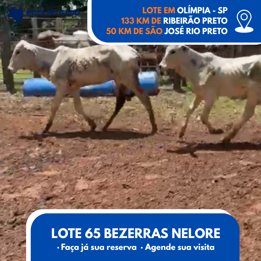 65 Bezerras Nelore Jovens - Olímpia/SP - R$ 2.000